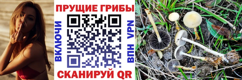 Псилоцибиновые грибы Cubensis Ессентуки